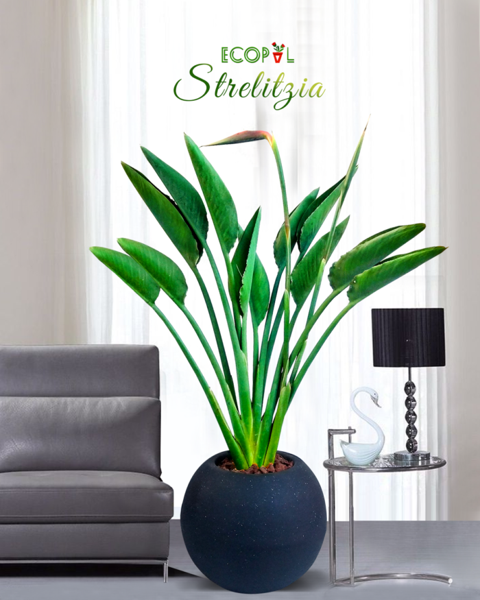 Strelitzia 2