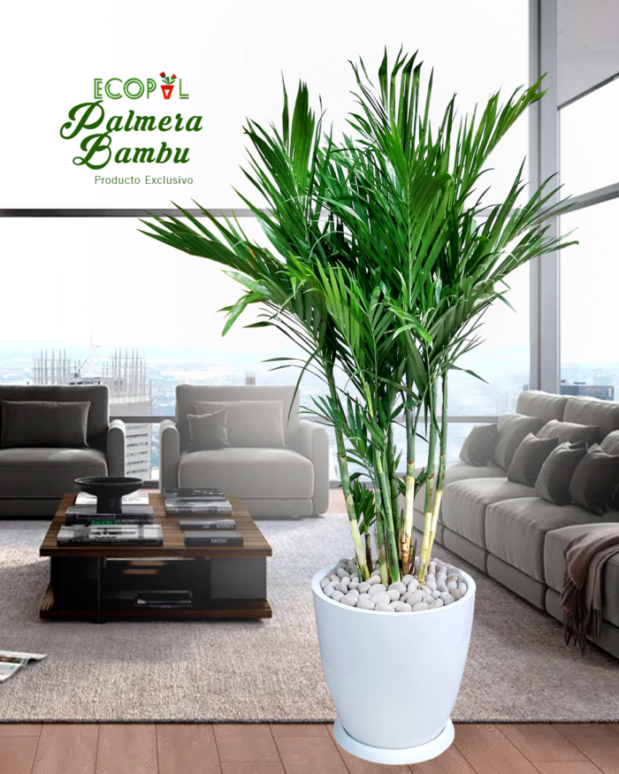 Palmera Bambu 4 - Imagen 2