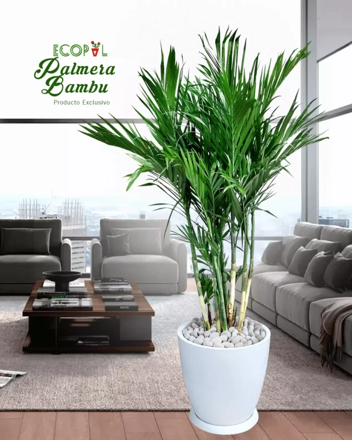 Palmera Bambu 4