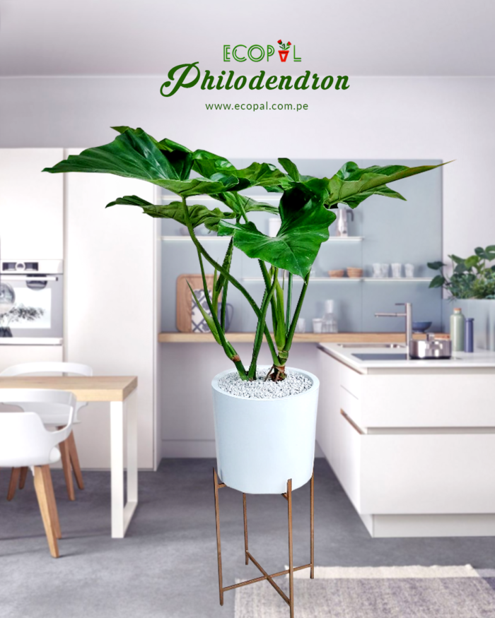 Philodendron en Maceta con Sistema de Riego