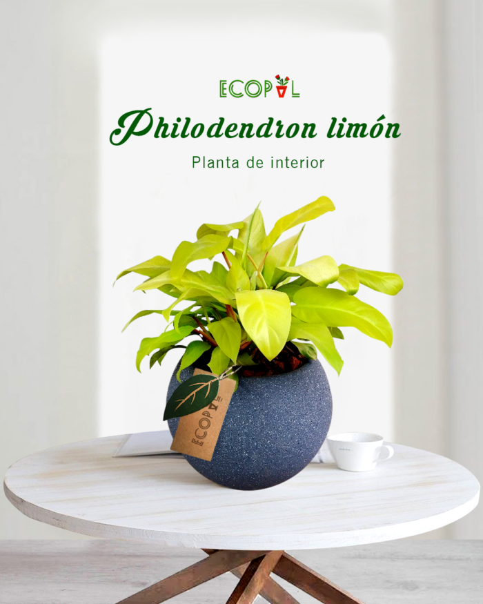 Philodendron Limón en Maceta de Arcilla