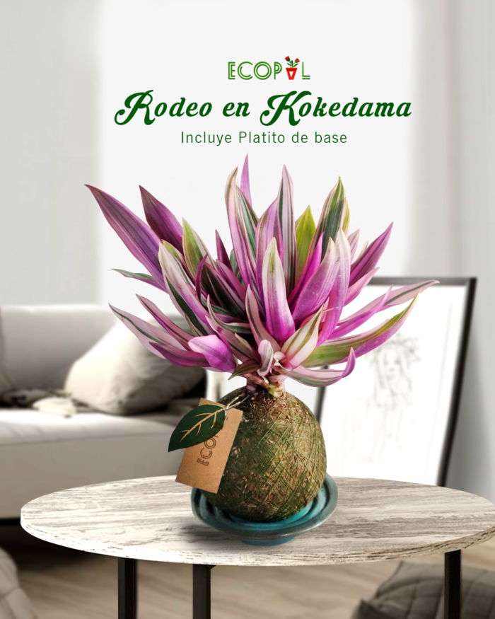 Kokedama Rodeo