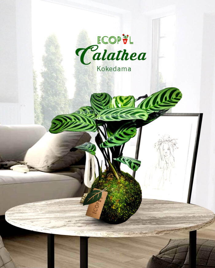 Kokedama Calathea