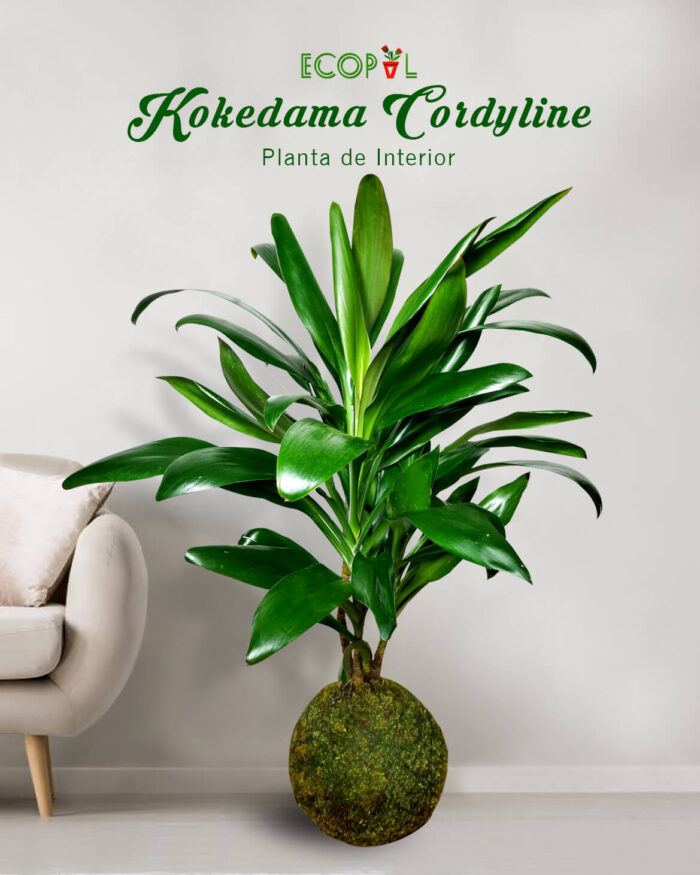 Kokedama Cordyline