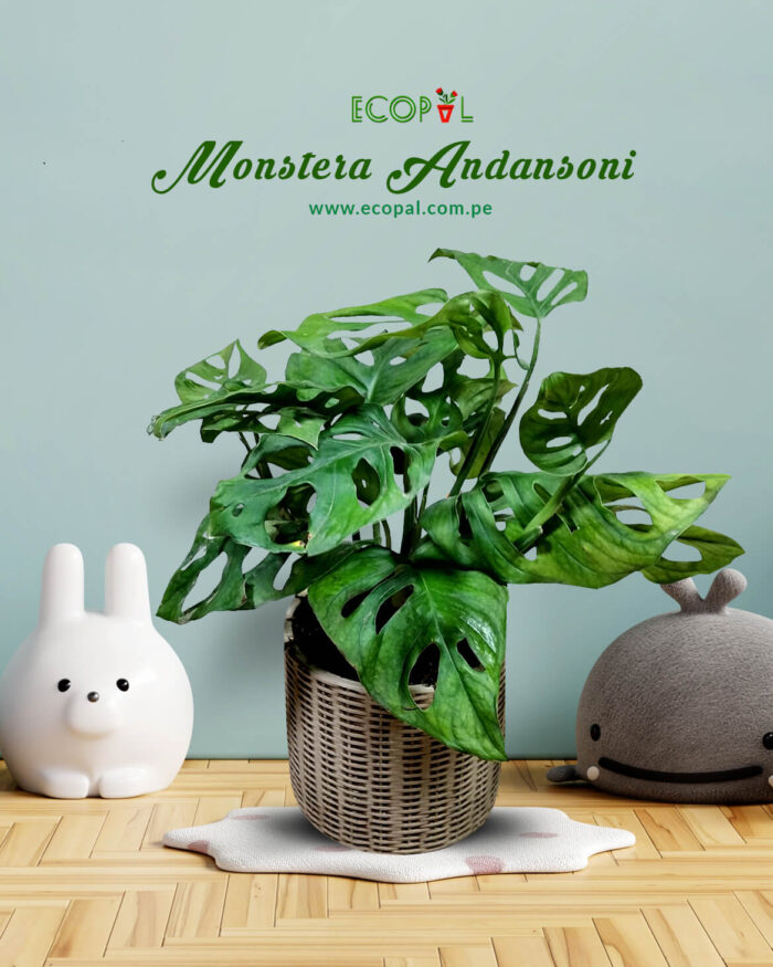 Monstera Andansoni