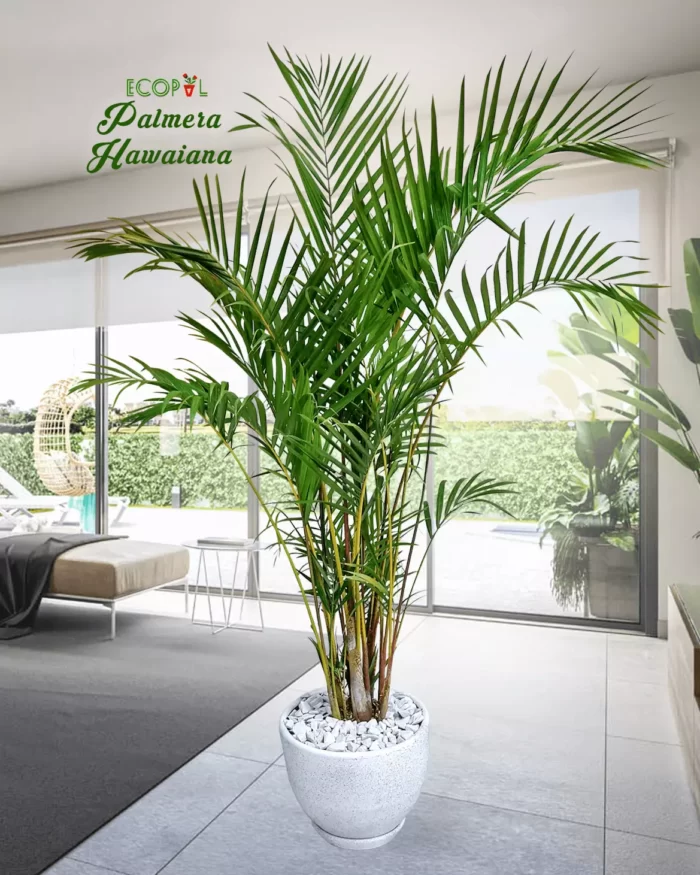 Palmera Hawaiana 4