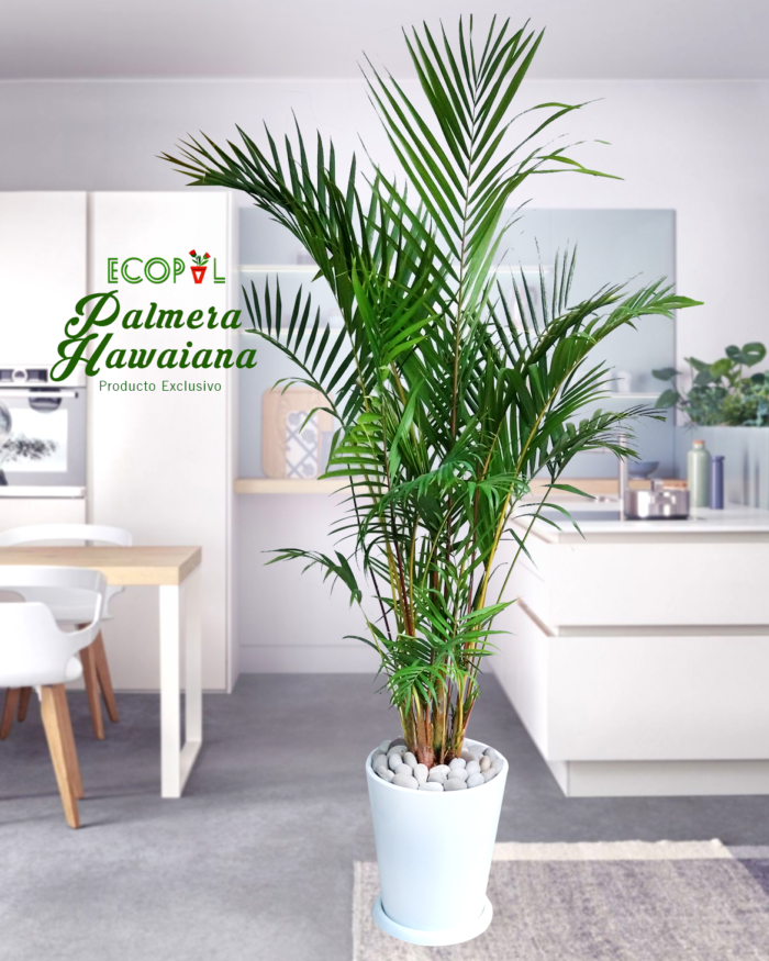 Palmera Hawaiana 3