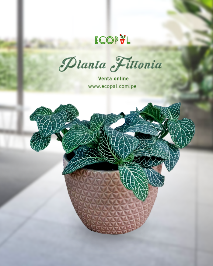 Planta Fittonia