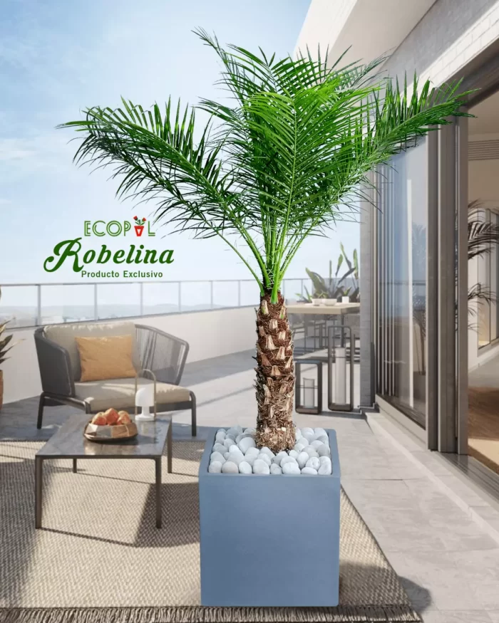 Palmera Rubelina
