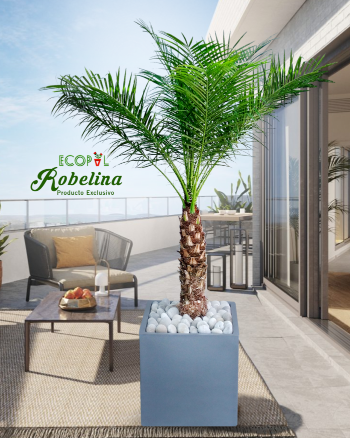 Palmera Rubelina - Imagen 2
