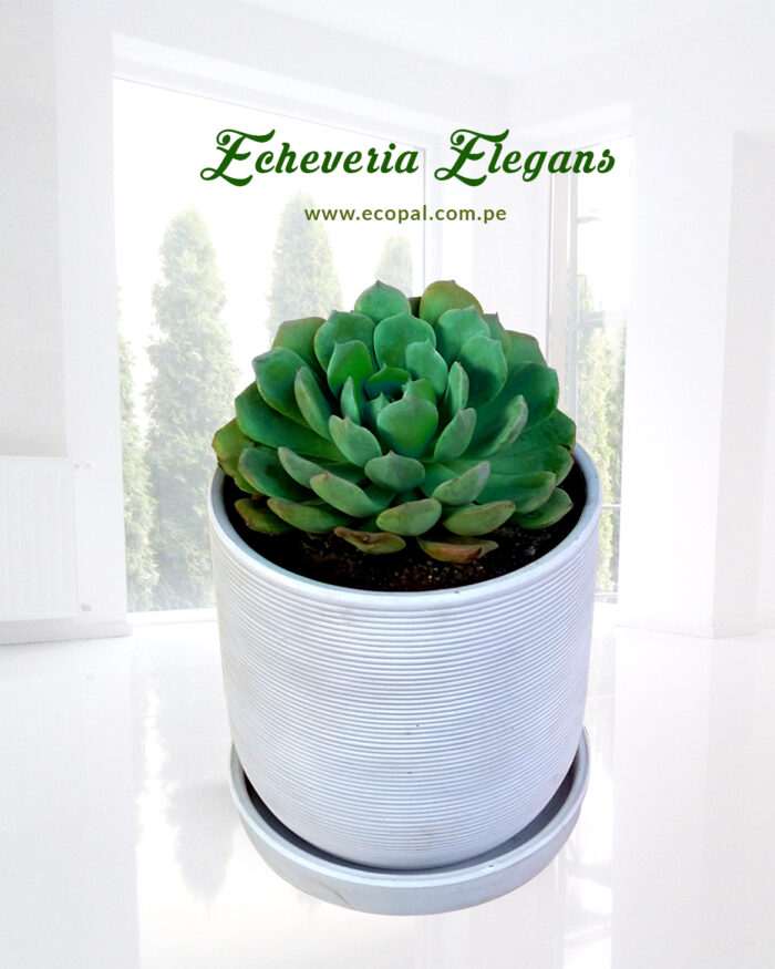 Suculenta Echeveria Elegans