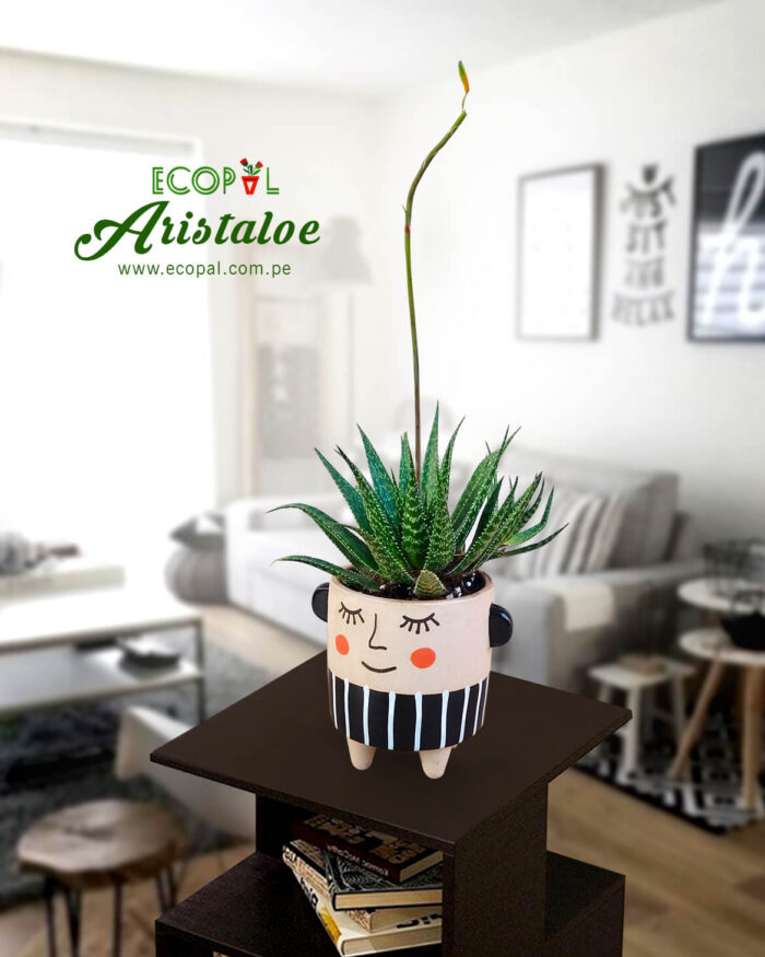 Suculenta Aristaloe arista