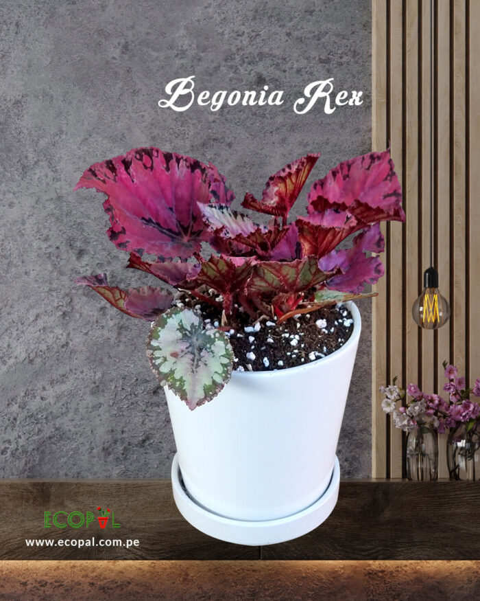 Begonia Rex