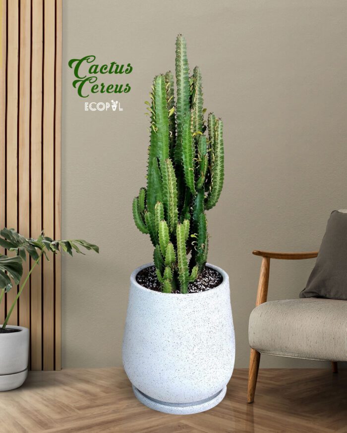 Cactus cereus