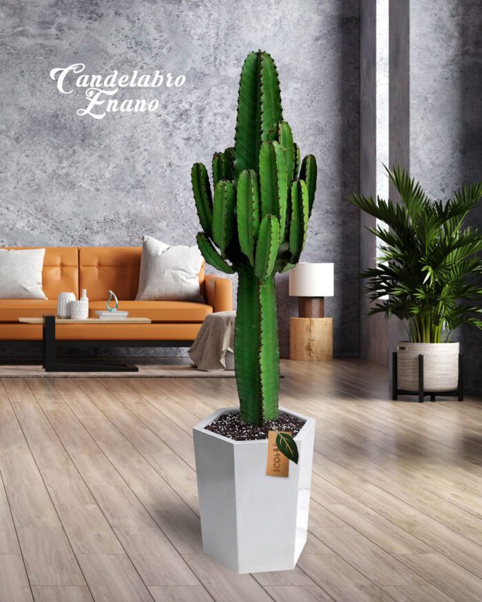 Candelabro enano