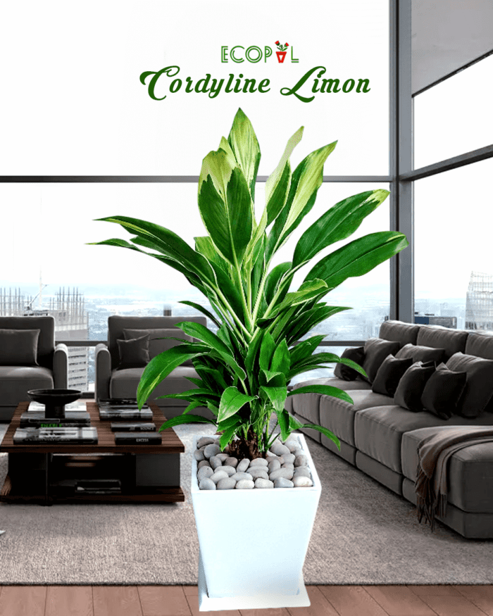 cordyline limon maceta 2