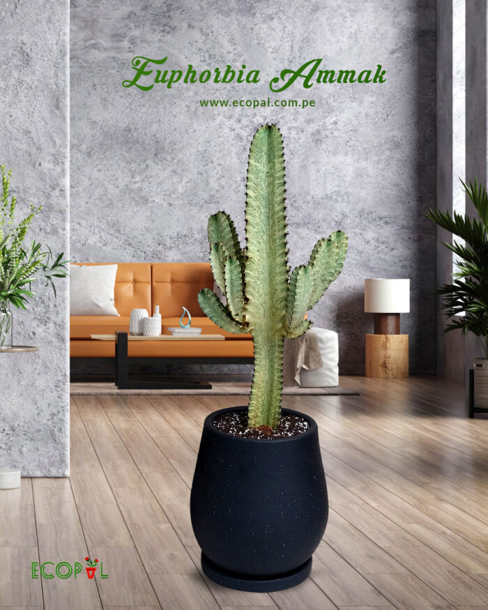 Euphorbias Ammak