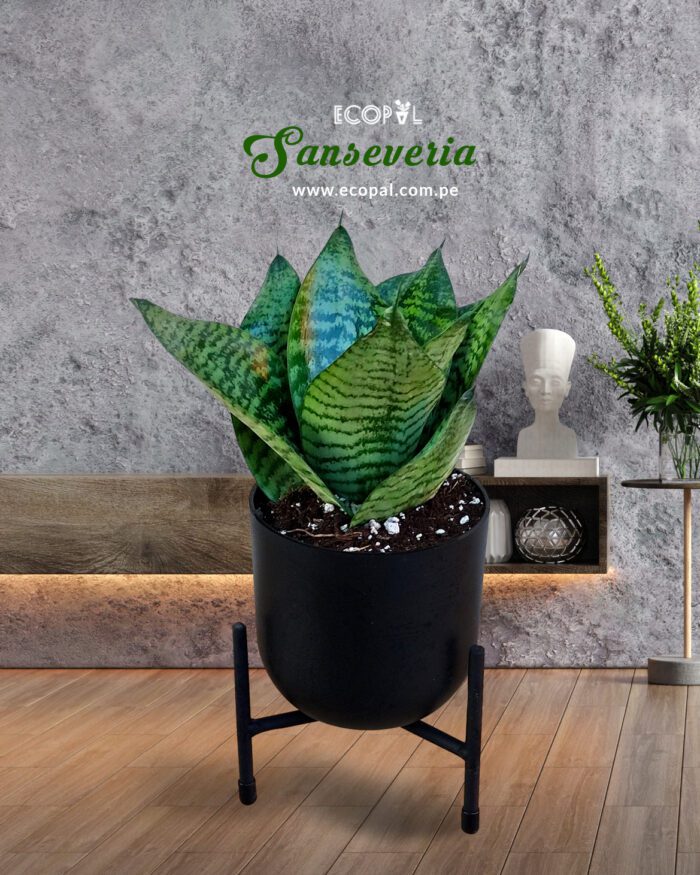 Sanseveria