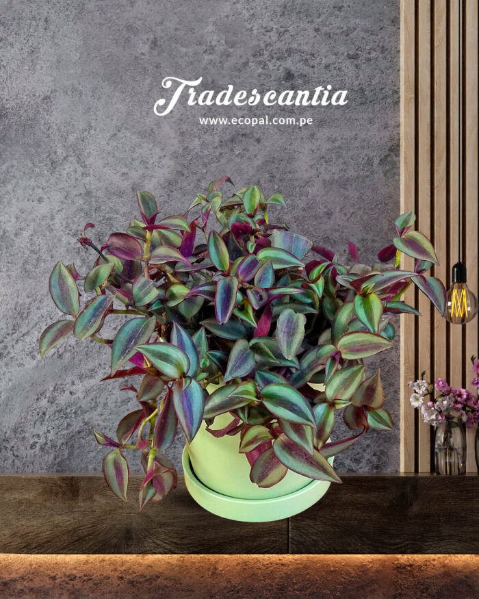 Tradescantia zebrina