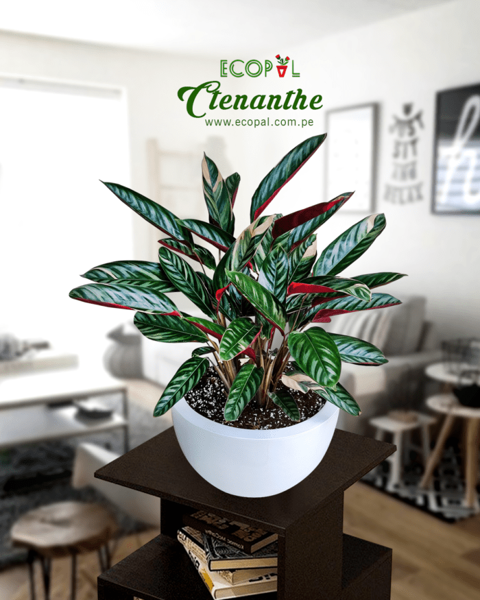 CTENANTHE EN MACETA AUTORREGANTE
