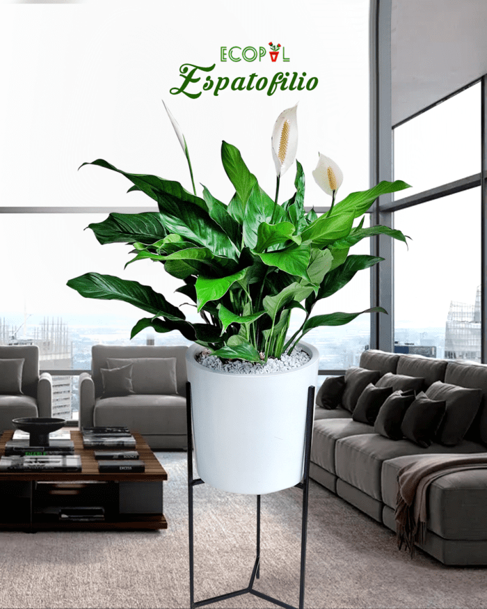 ESPATOFILIO EN MACETA AUTORREGANTE