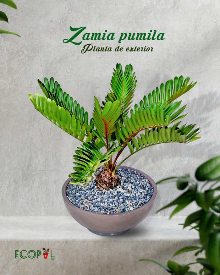 ZAMIA PUMILA PLANTA DE EXTERIOR