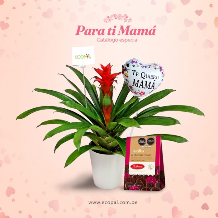 BROMELIA ROJO