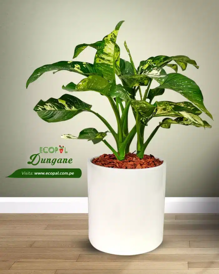 Planta de Exterior DUNCANE 2