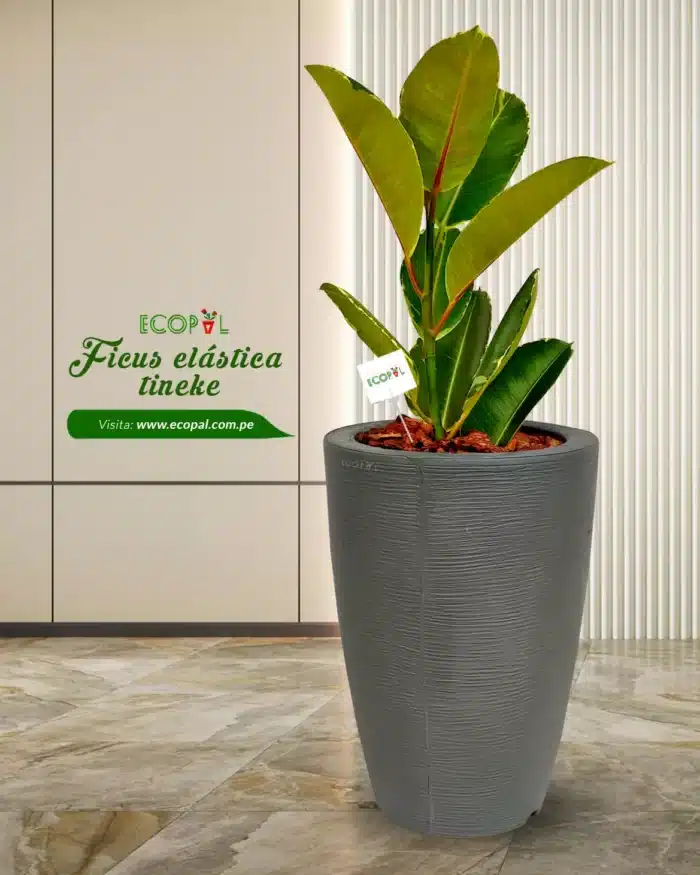FICUS ELASTICA TINEKE