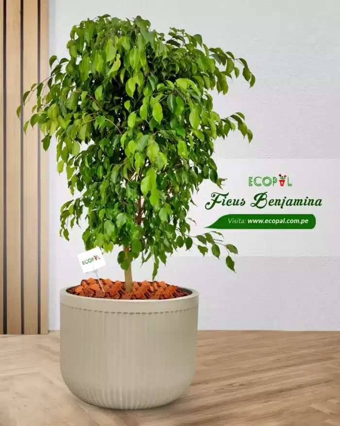 FICUS BENJAMINA