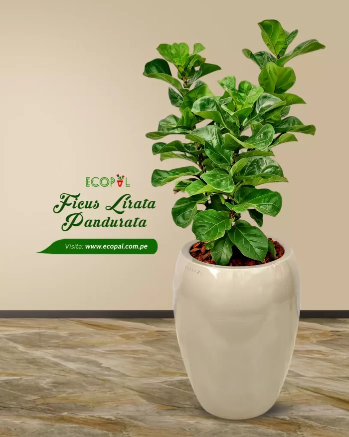 FICUS LIRATA PANDURATA