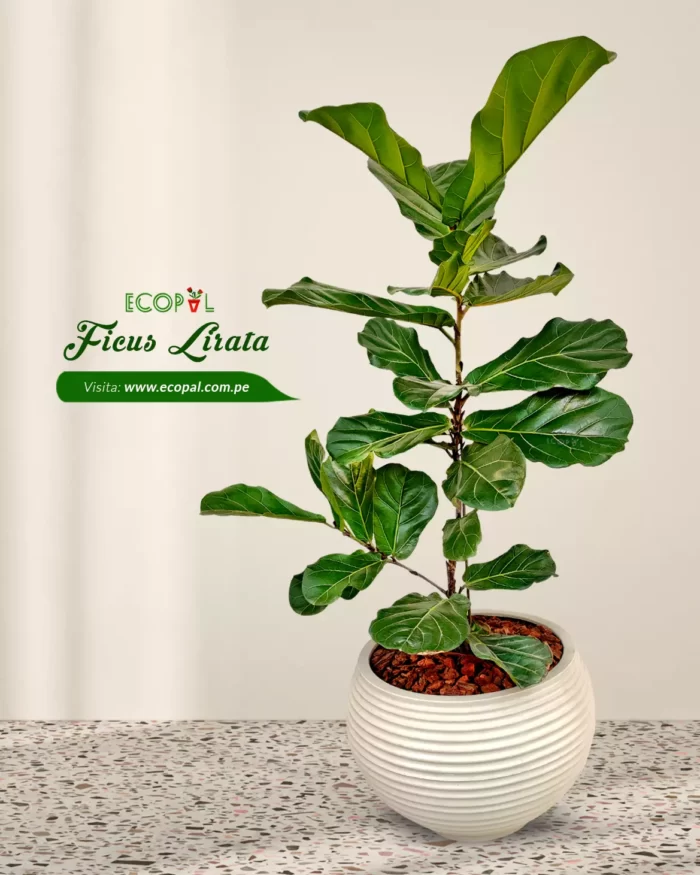 FICUS LIRATA