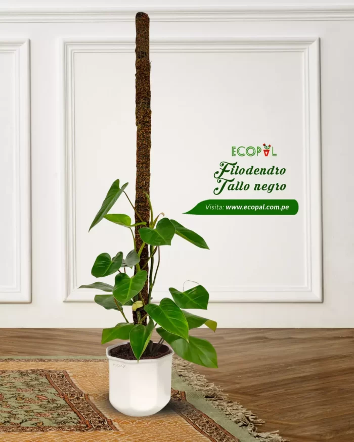 Philodendron Tallo Negro