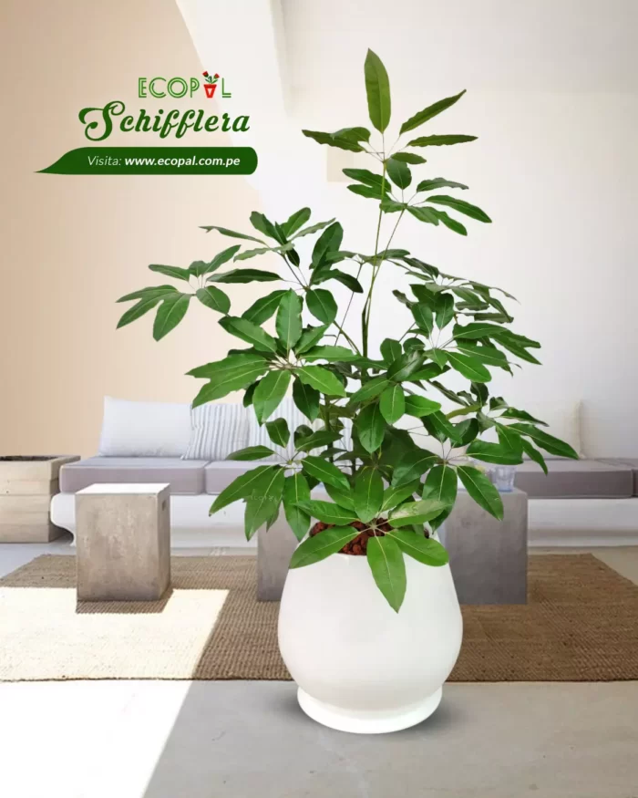 SCHIFFLERA
